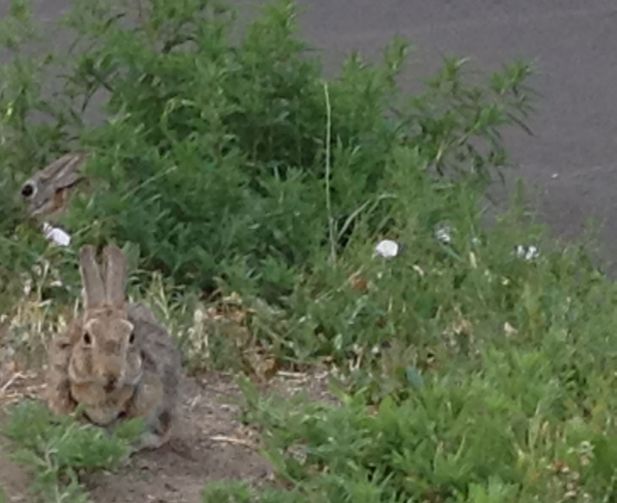 I saw one rabbit when I took the photo on Sunday, July 15, 2018. Can you see the other?